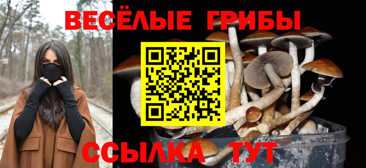 Галлюциногенные грибы Cubensis  Псилоцибиновые грибы Psilocybine cubensis  Городец  Вход с VPN 